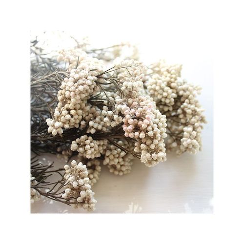 Helichrysum Diosmi, naturweiß