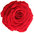 King Size Rosenkopf, Blütenfarbe rot
