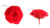 King Size Rosenkopf, Blütenfarbe rot