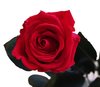 Echte, konservierte Rose; rot