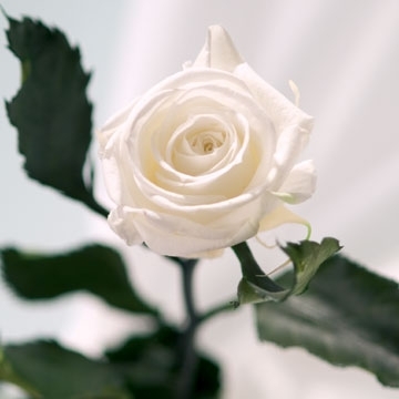 Echte, konservierte Rose; weiß