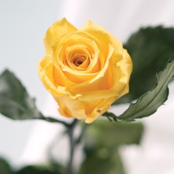Echte, konservierte Rose; gelb