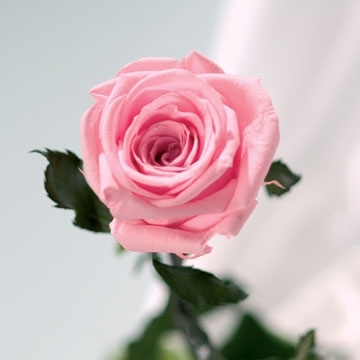 Echte, konservierte Rose; rosa
