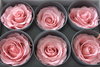 Konservierte Rosenköpfe, 6 Stück, rosa pastell