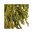 Konservierter Amaranthus; mandelgrün