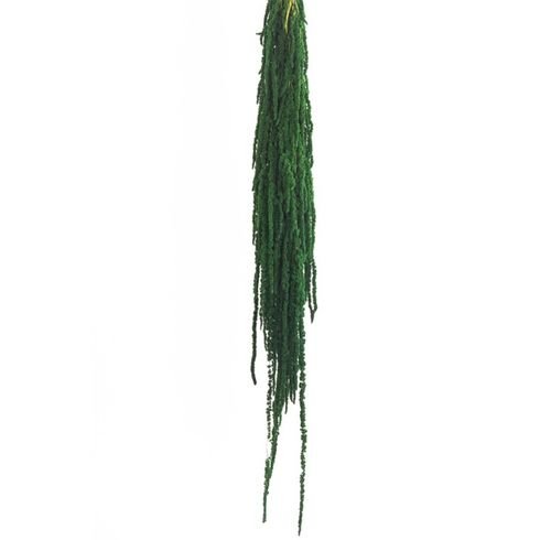 Konservierter Amaranthus; grün