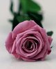 Echte, konservierte Rose; lila