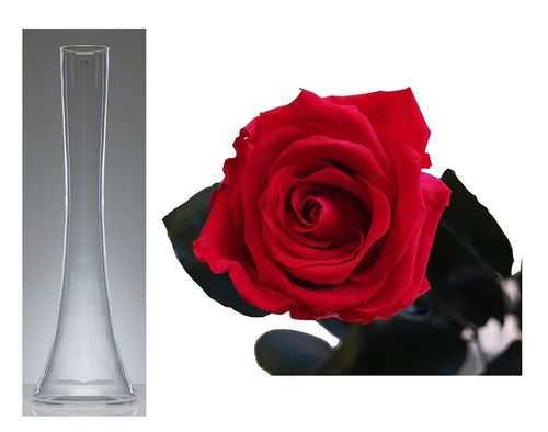 Echte, konservierte Rose; rot; inklusive Solifleur-Glasvase