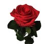 Echte, konservierte Rose; rot; kurzstielig