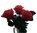 Echte, konservierte Rose; rot; kurzstielig