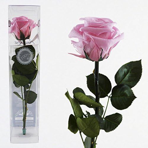 Echte, konservierte Rose; rosa; kurzstielig