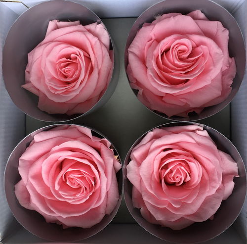 Konservierte Premium-Rosenköpfe, 4 Stück, rosa pastell