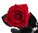Echte, konservierte Rose; rot; inklusive Solifleur-Glasvase, weiß satiniert